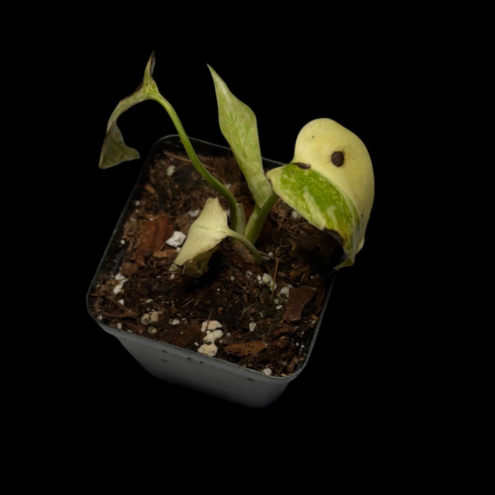 Monstera Legacy