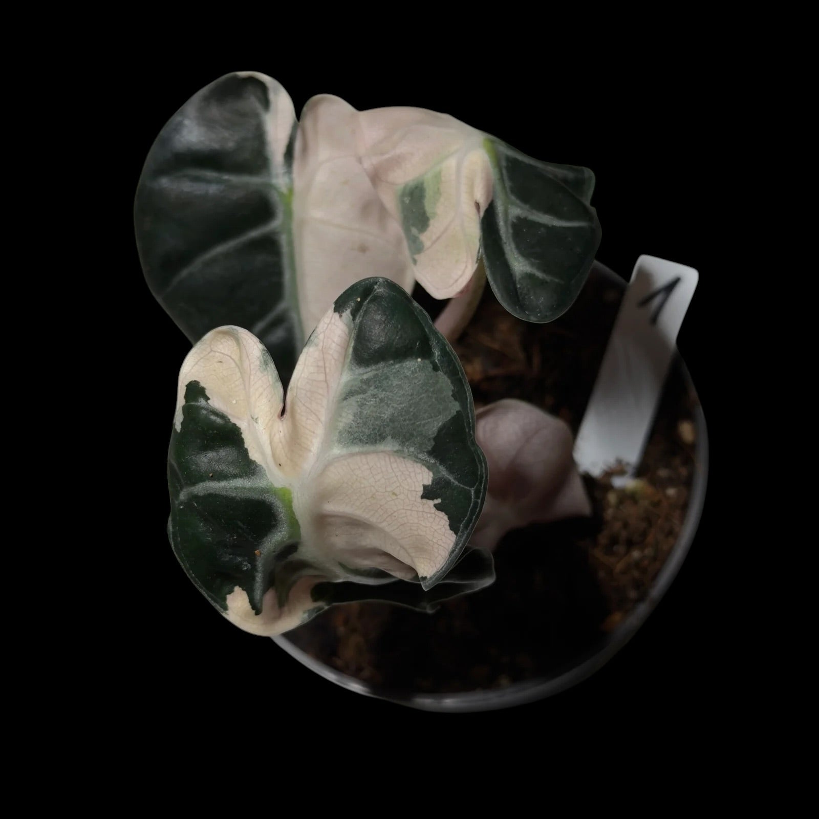Alocasia Heart Balloon Pink M