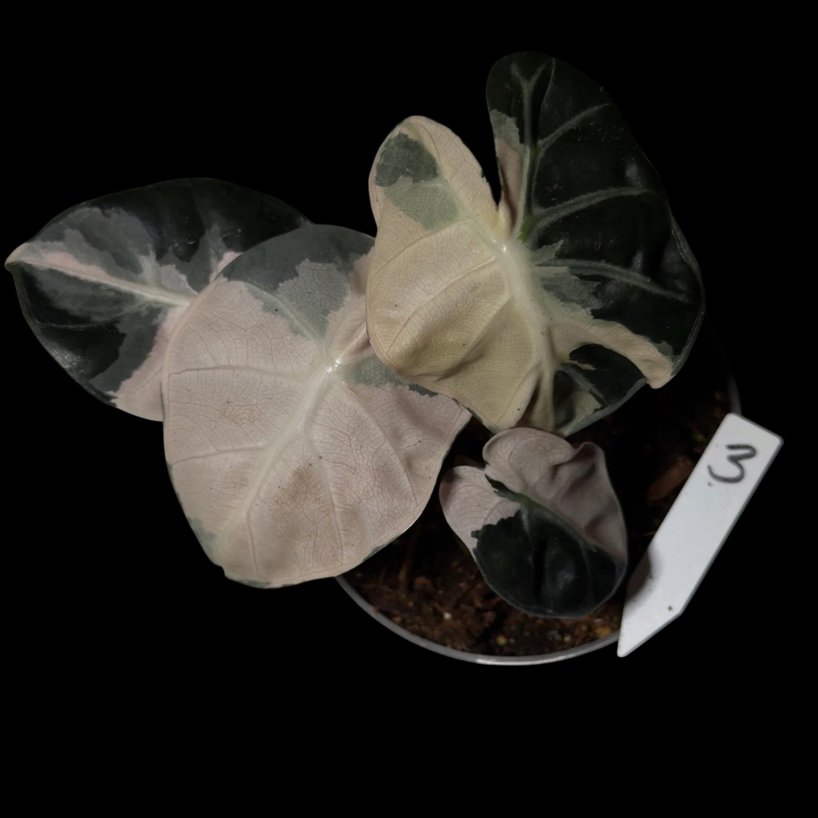 Alocasia Heart Balloon Pink M