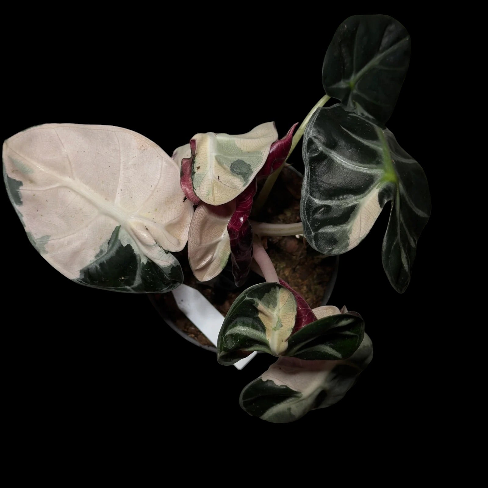 Alocasia Heart Balloon Pink M