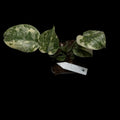 Monstera ,,Crème brûlée‘‘￼