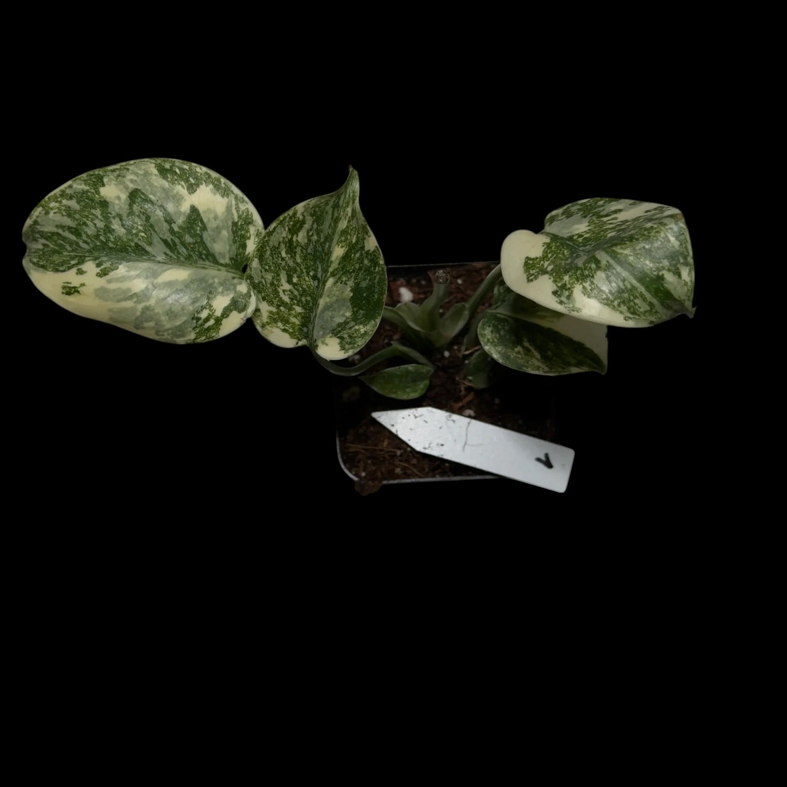 Monstera ,,Crème brûlée‘‘￼