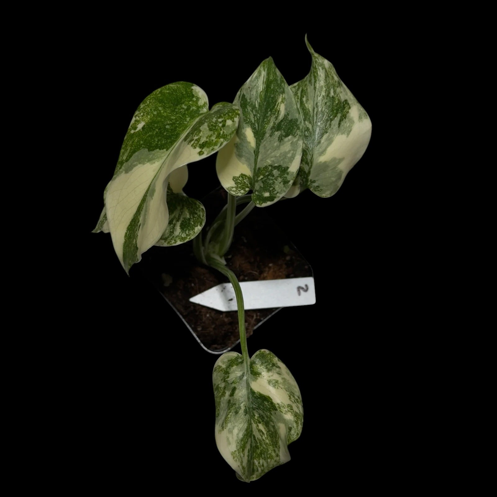 Monstera ,,Crème brûlée‘‘￼