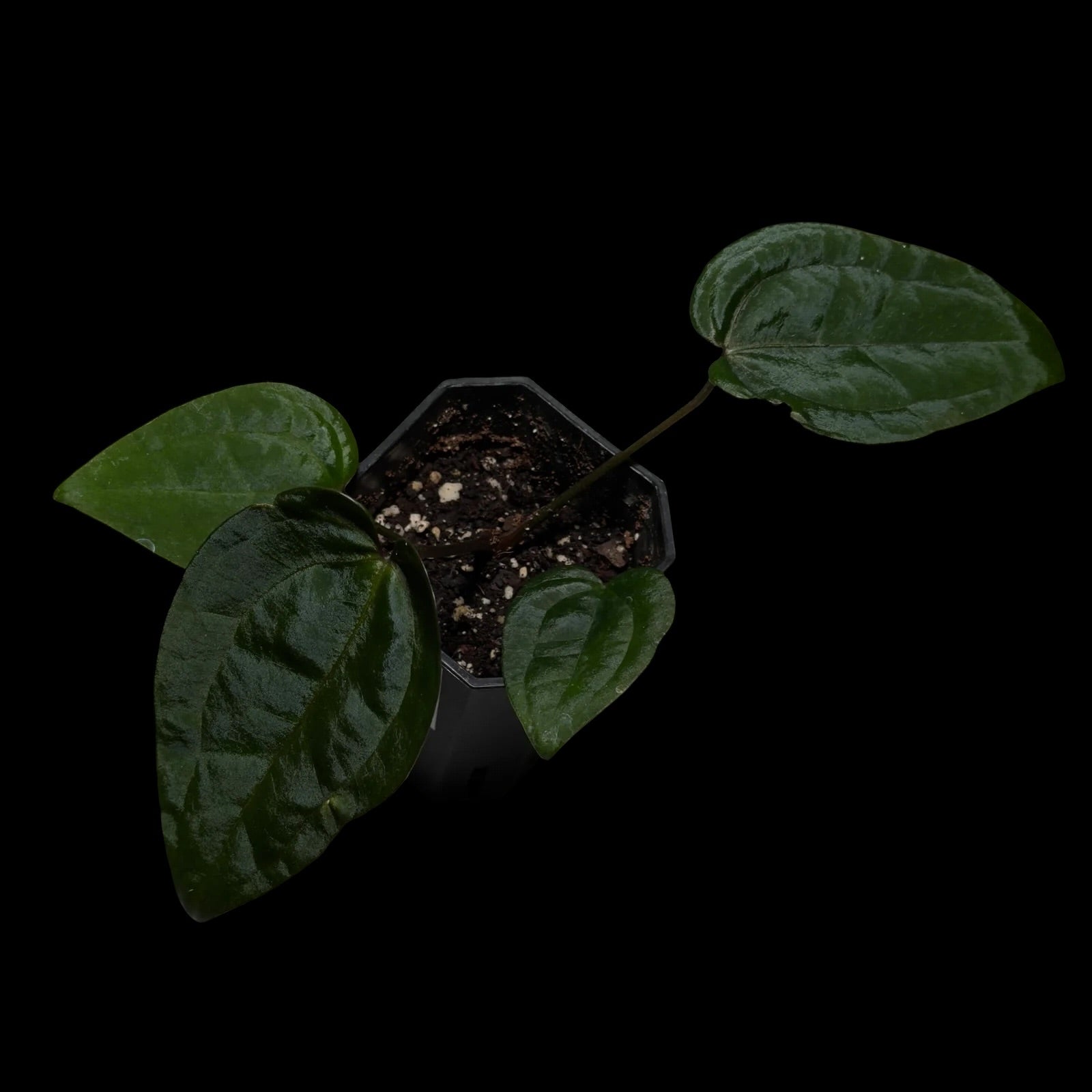 Anthurium AOS Dark Form F1 (SKG)