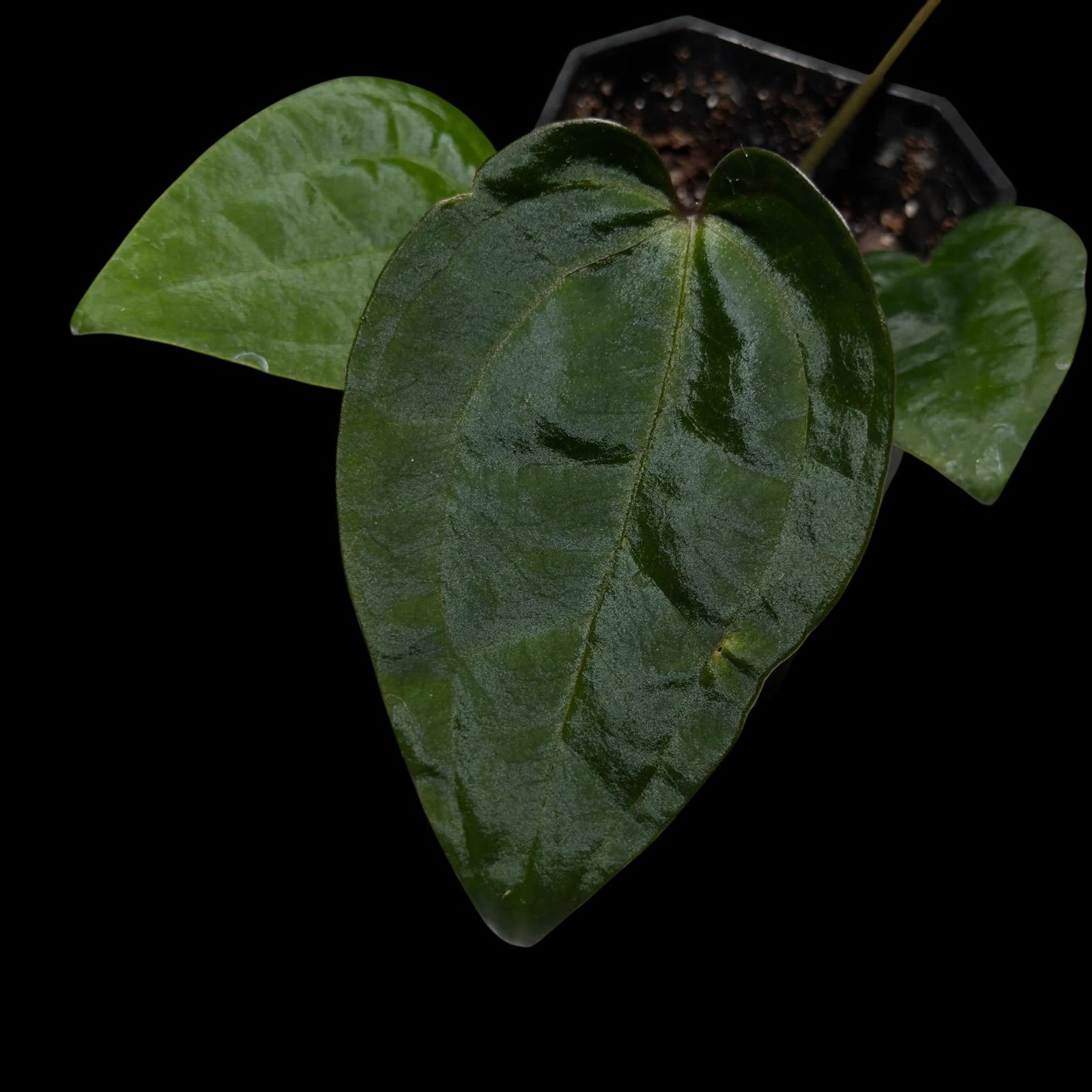 Anthurium AOS Dark Form F1 (SKG)