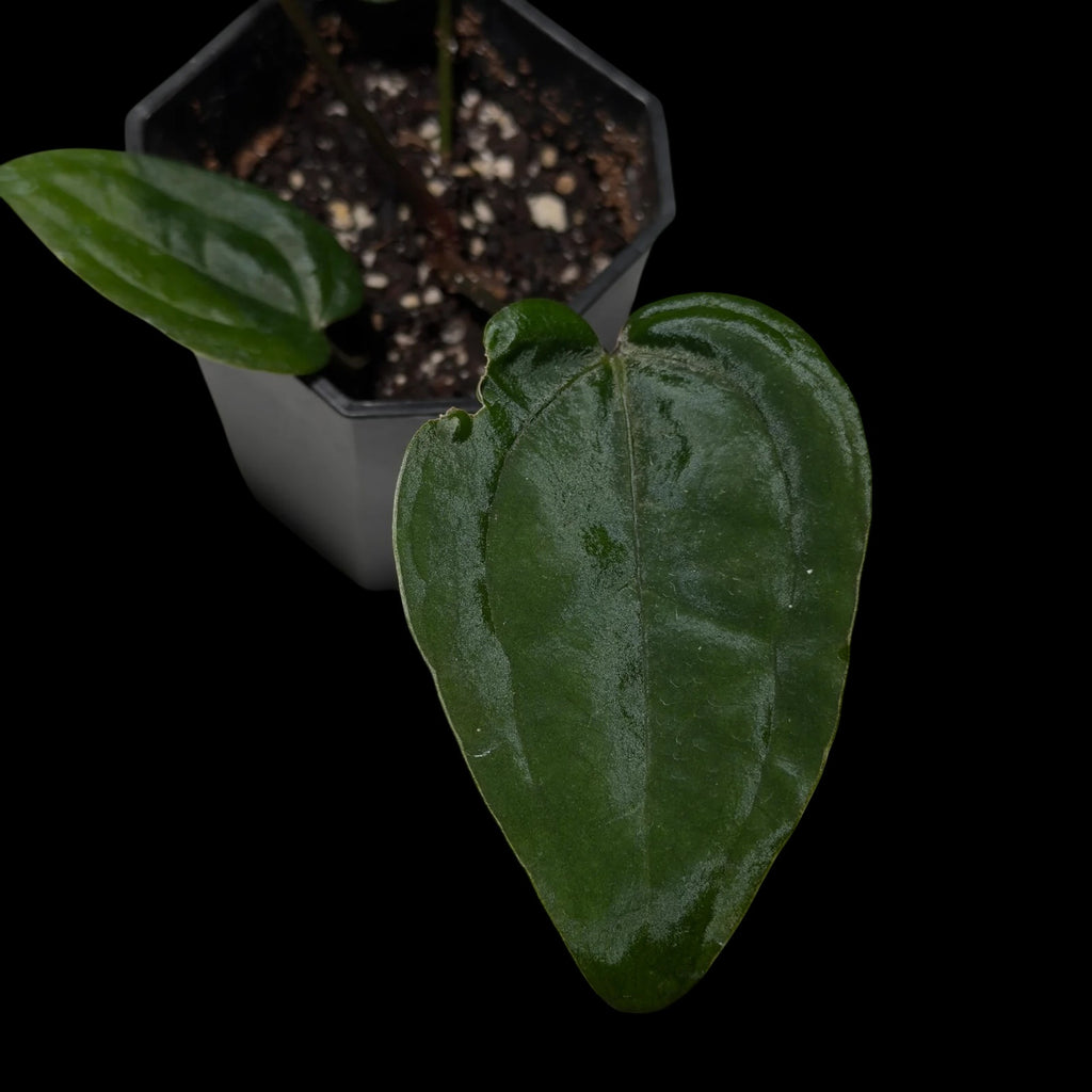 Anthurium AOS Dark Form F1 (SKG)