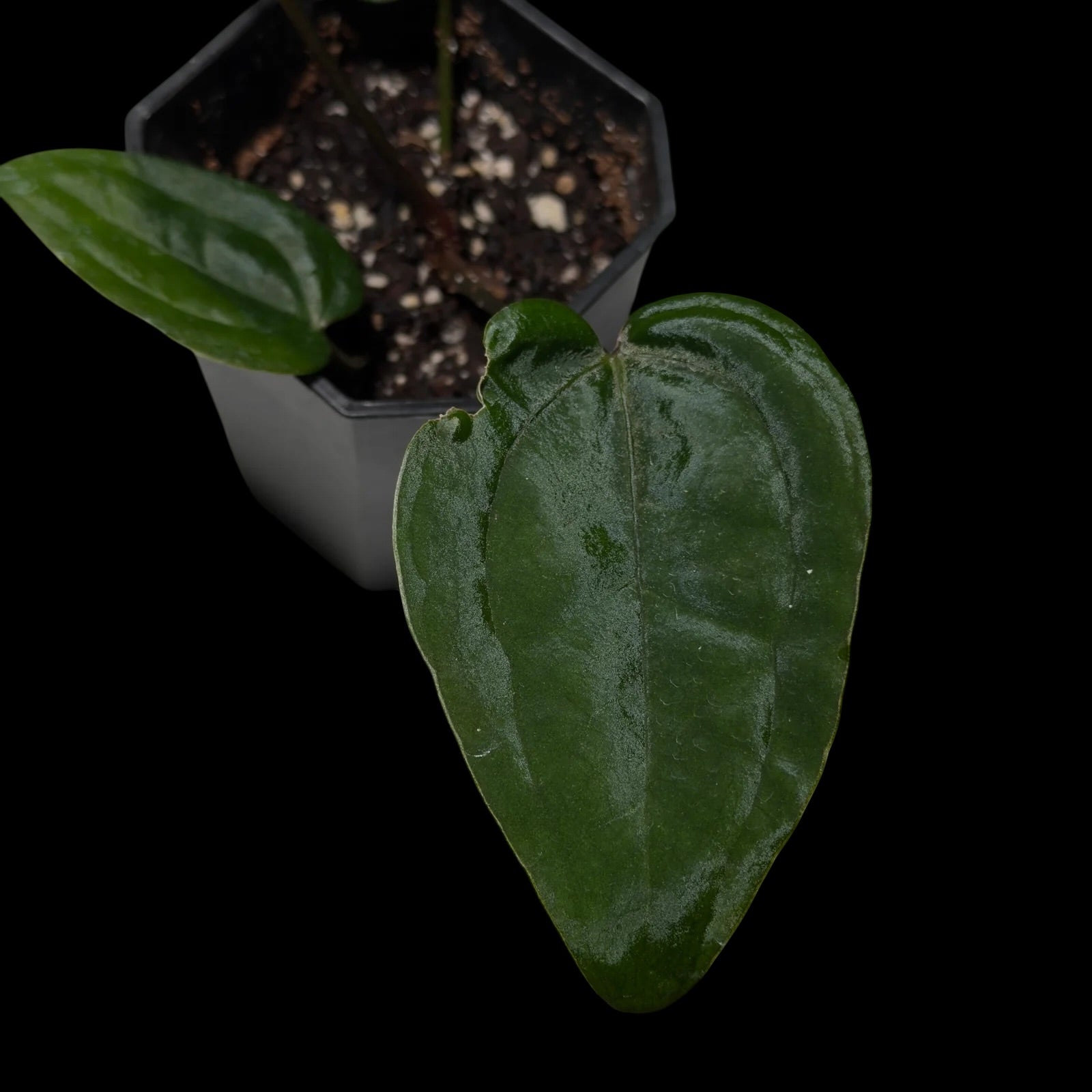 Anthurium AOS Dark Form F1 (SKG)