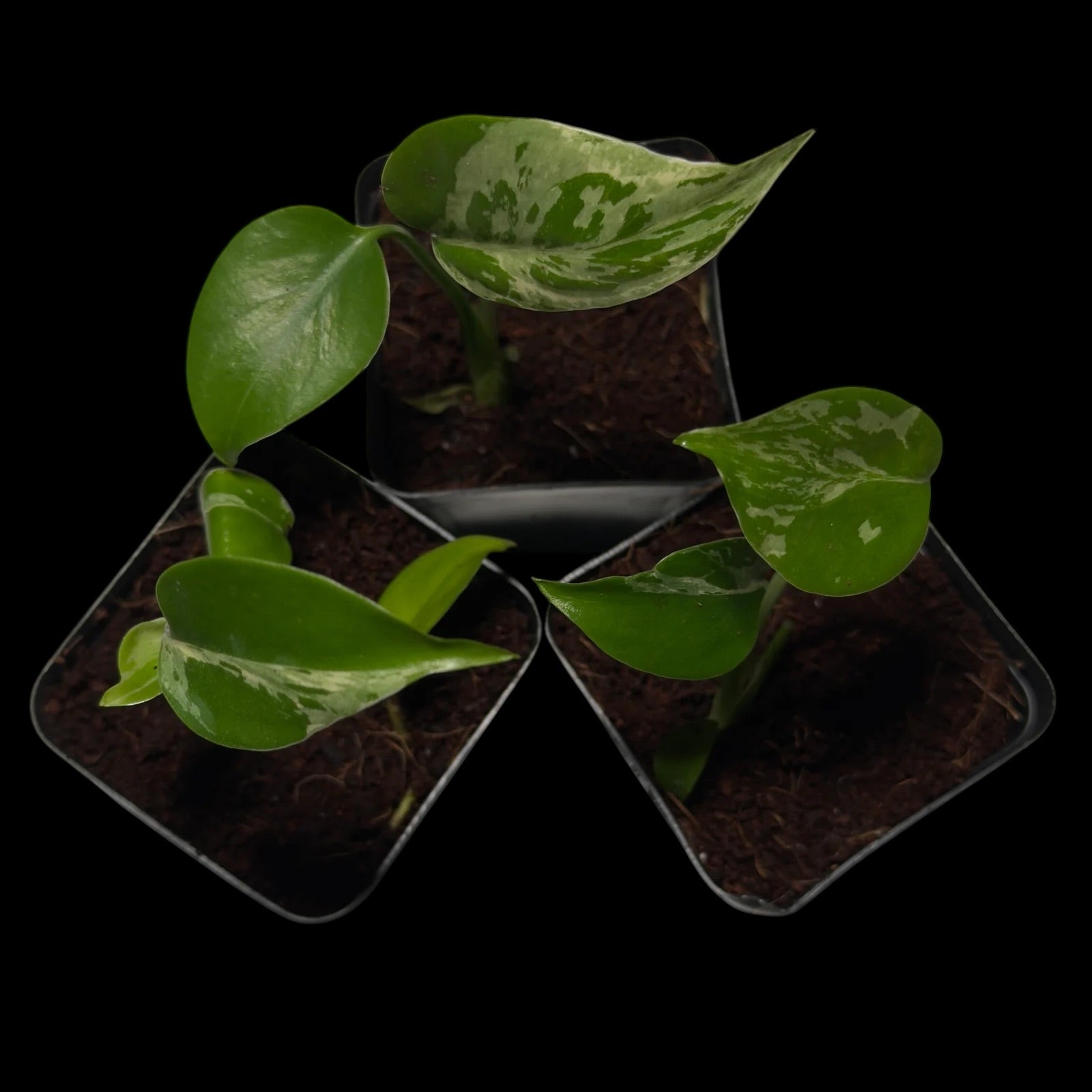 Monstera Bulbasaur