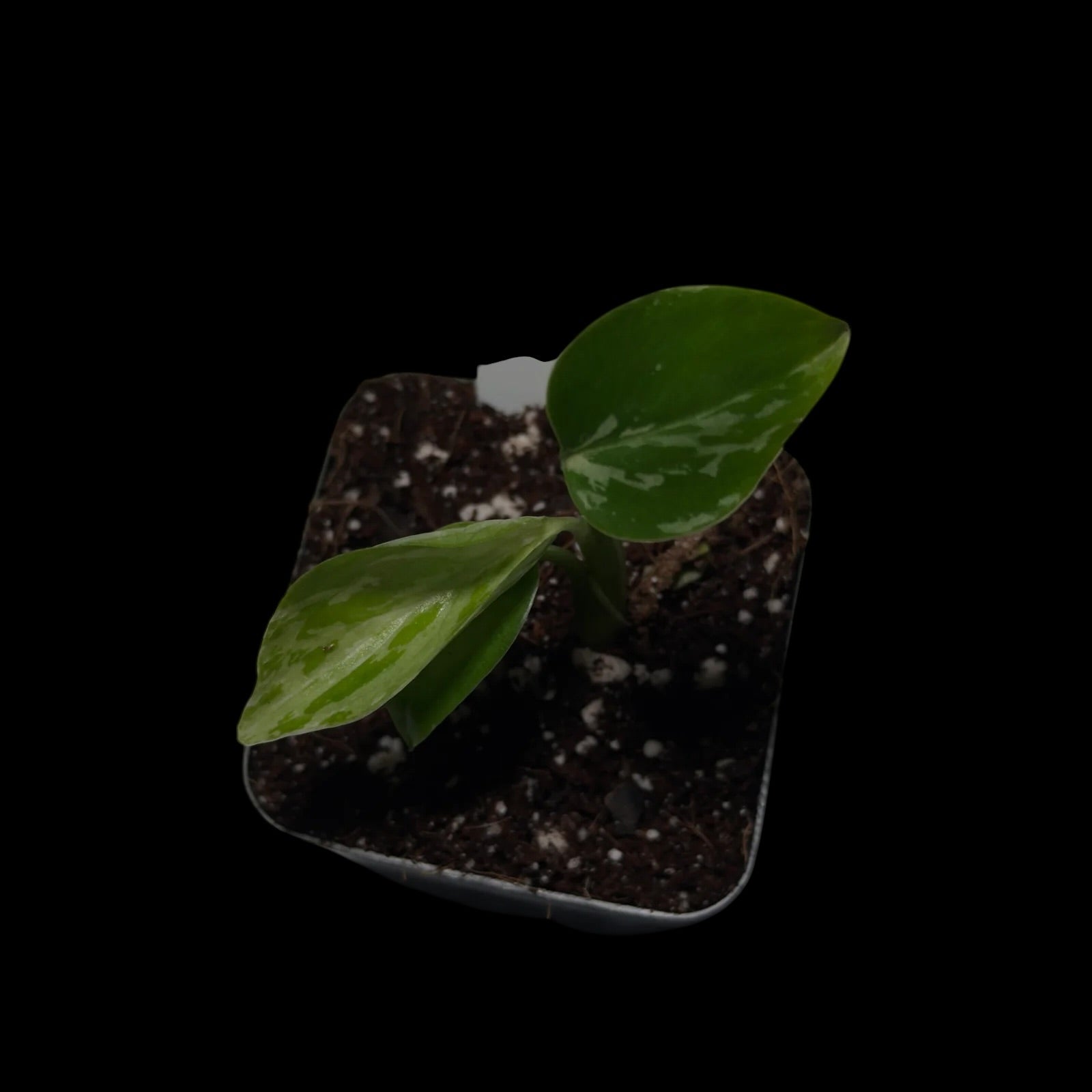 Monstera Bulbasaur