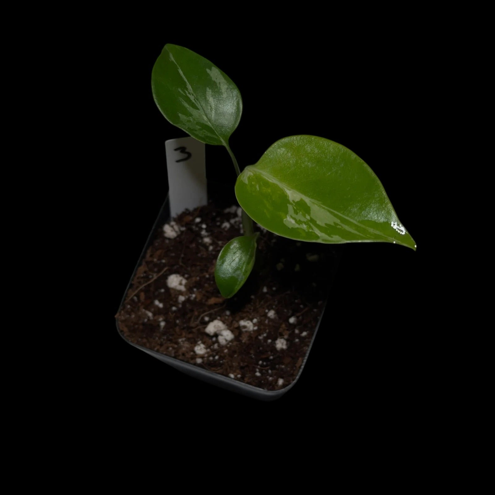 Monstera Bulbasaur