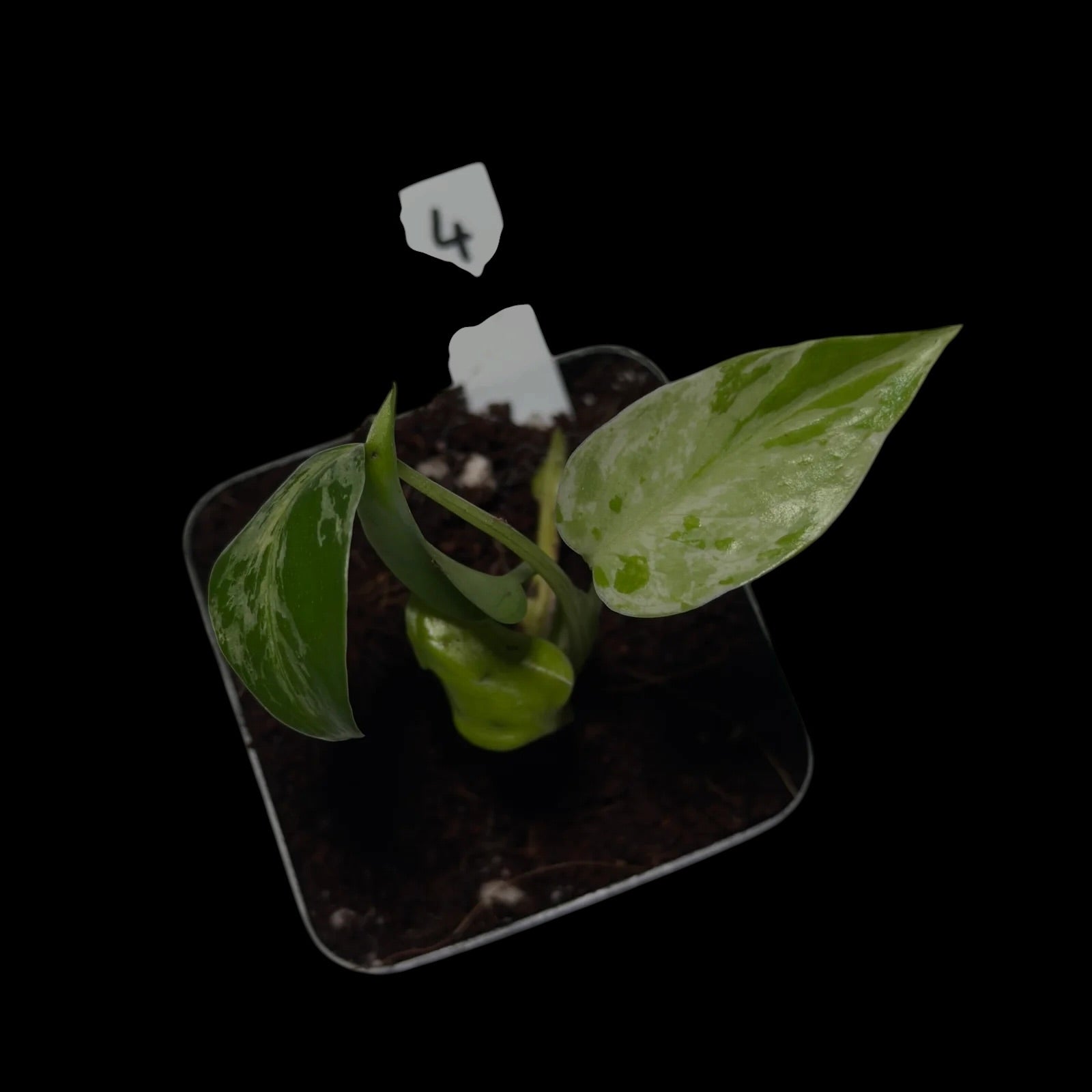 Monstera Bulbasaur