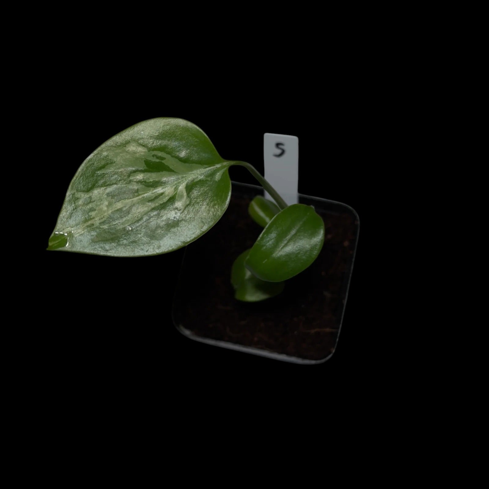 Monstera Bulbasaur