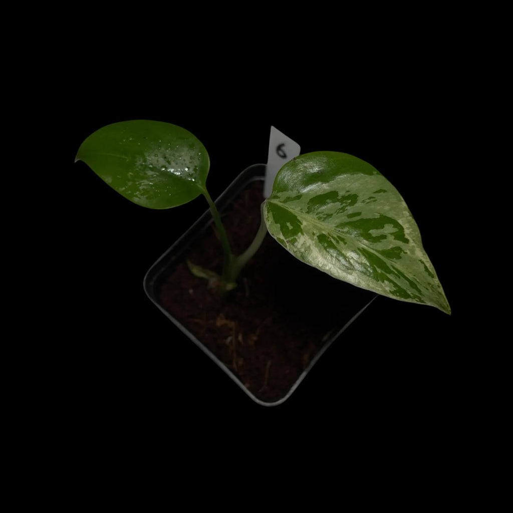 Monstera Bulbasaur