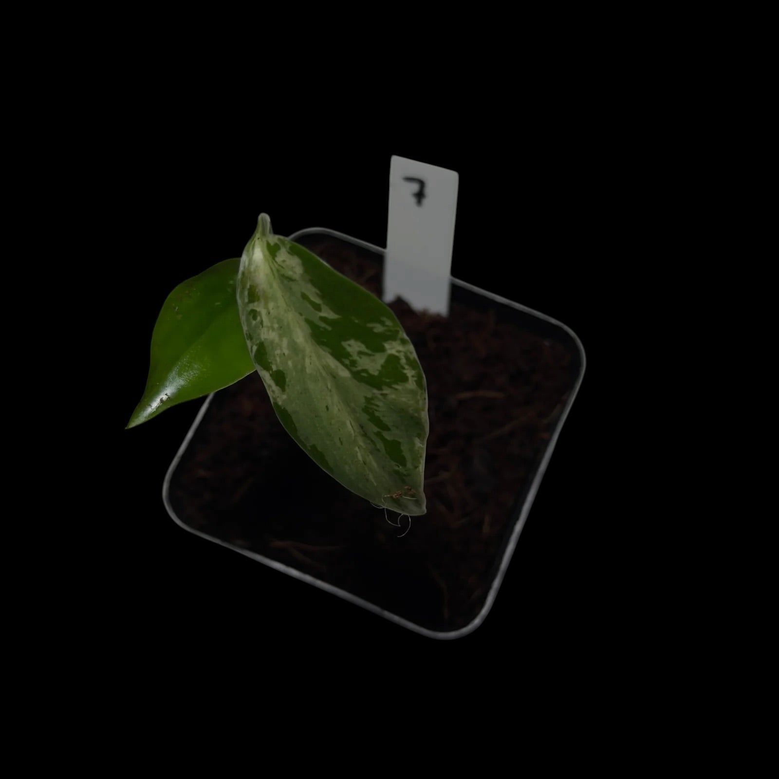 Monstera Bulbasaur
