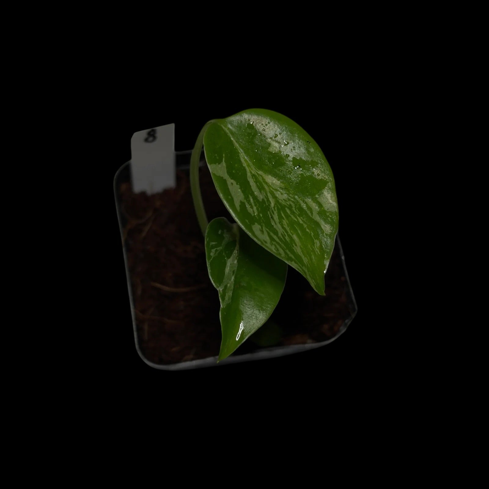 Monstera Bulbasaur