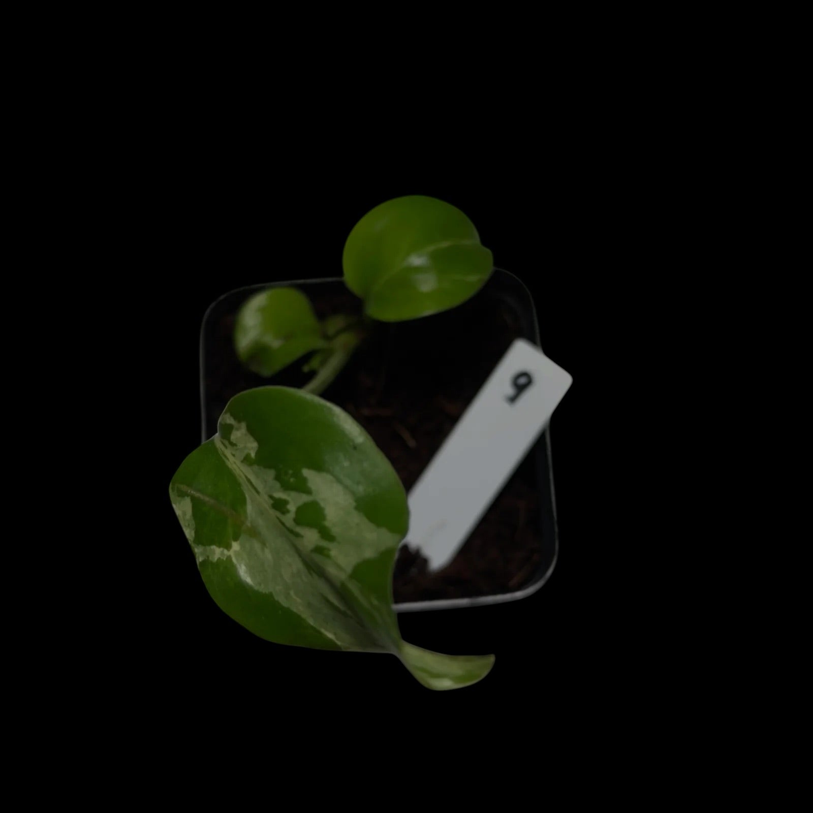 Monstera Bulbasaur