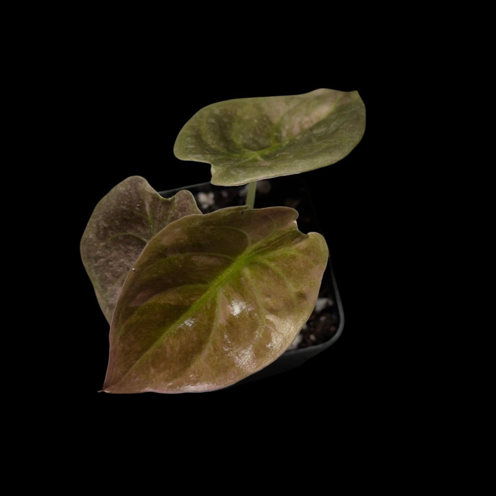 Alocasia Cuprea var.