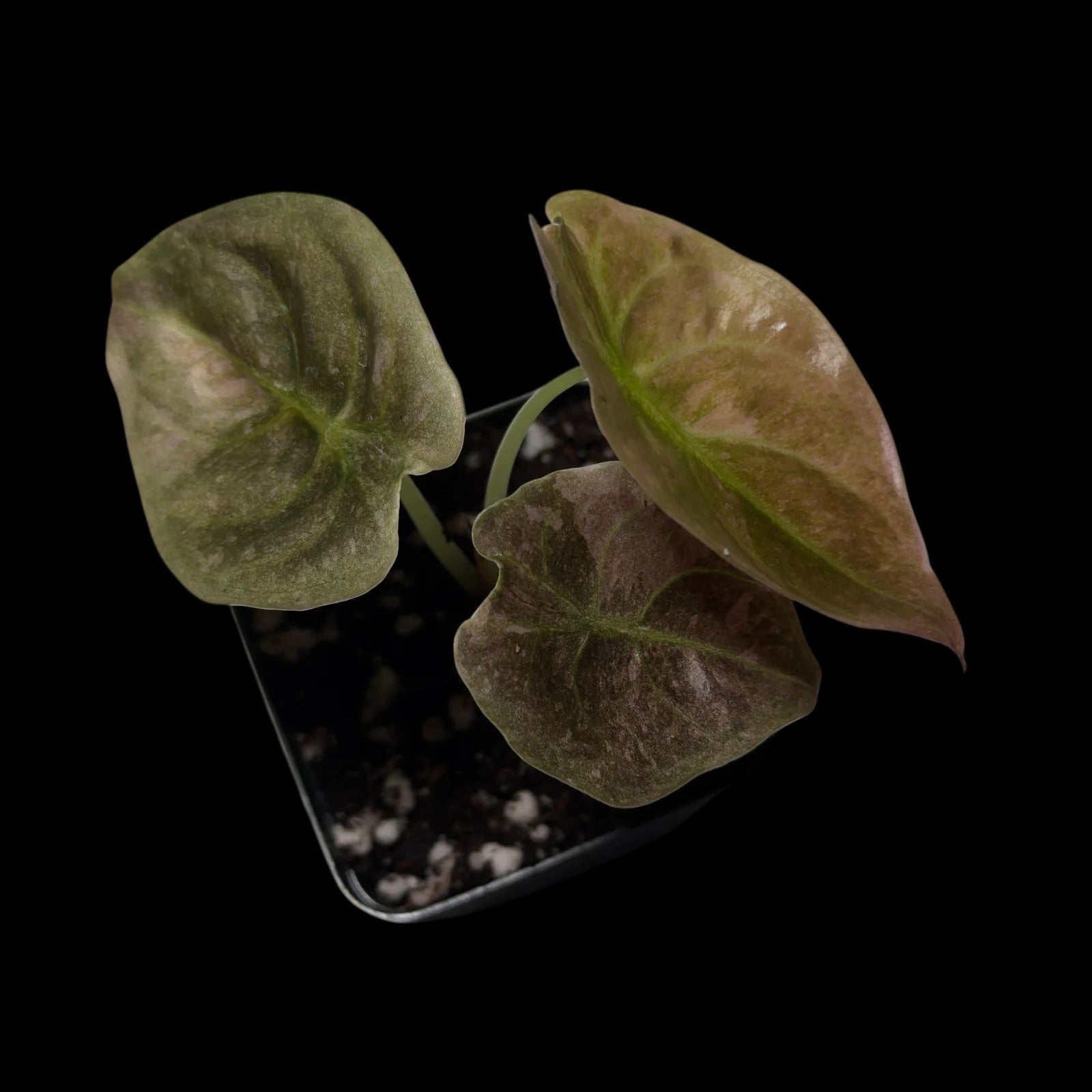 Alocasia Cuprea var.