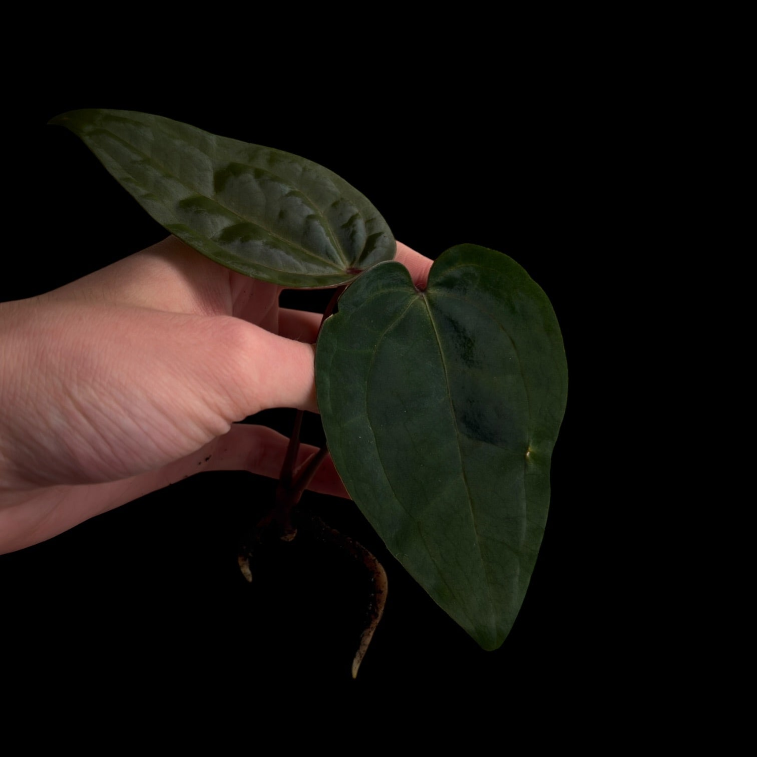 Anthurium AOS Dark Form F1 (SKG) Fresh Cutting