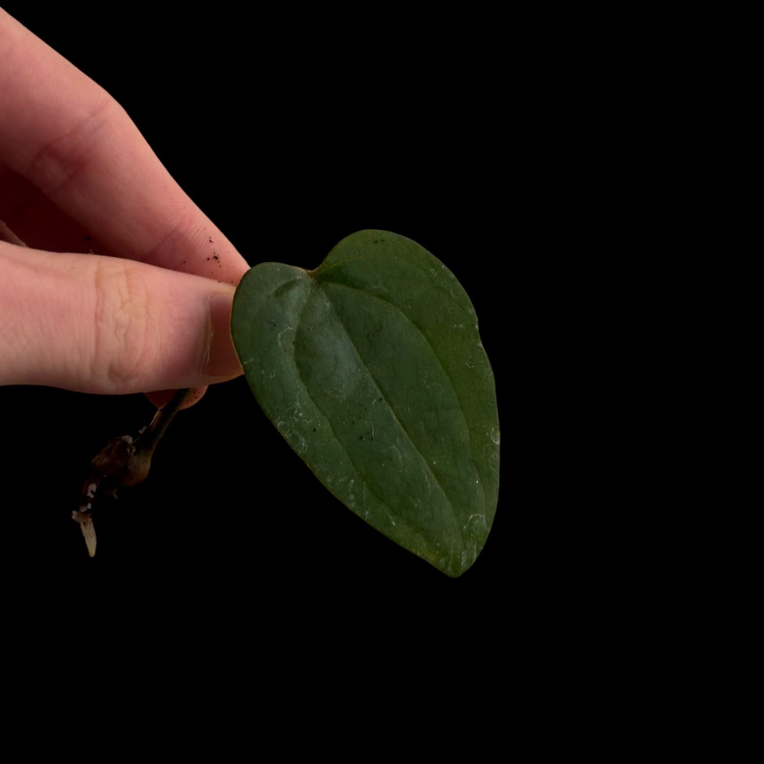Anthurium AOS Dark Form F1 (SKG) Fresh Cutting