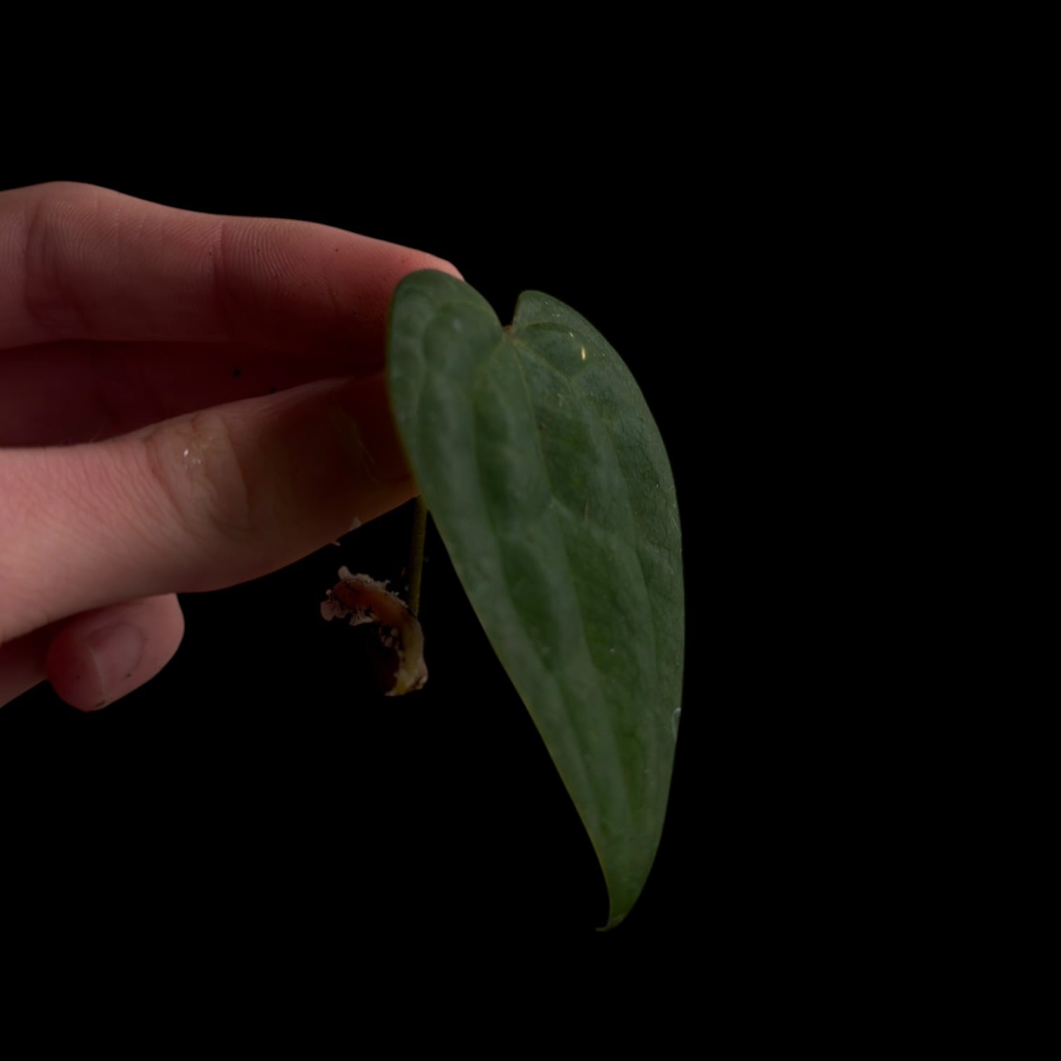 Anthurium AOS Dark Form F1 (SKG) Fresh Cutting