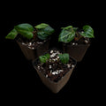 Anthurium Wonderboy x Michelle