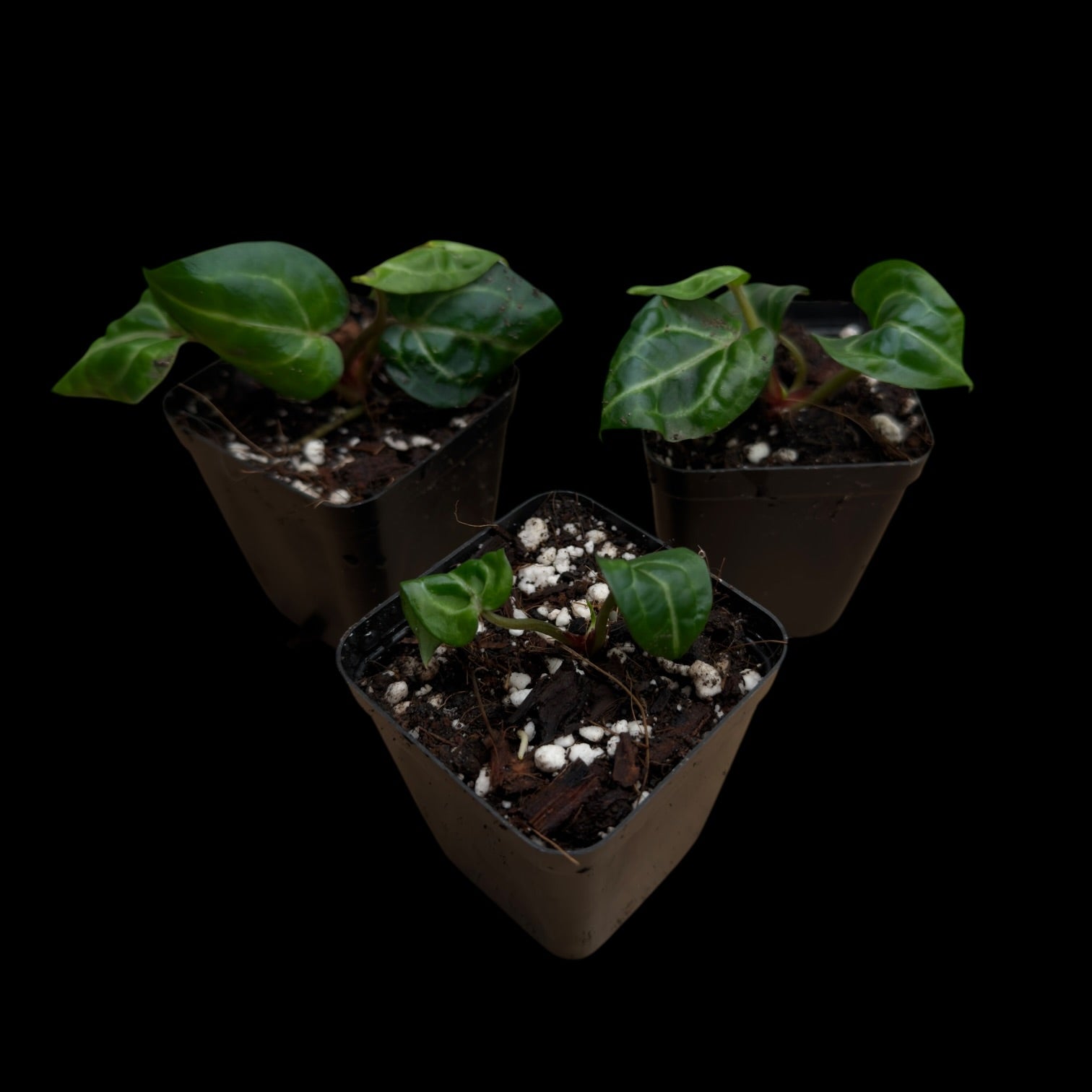Anthurium Wonderboy x Michelle