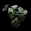 Alocasia Polly Snowflake