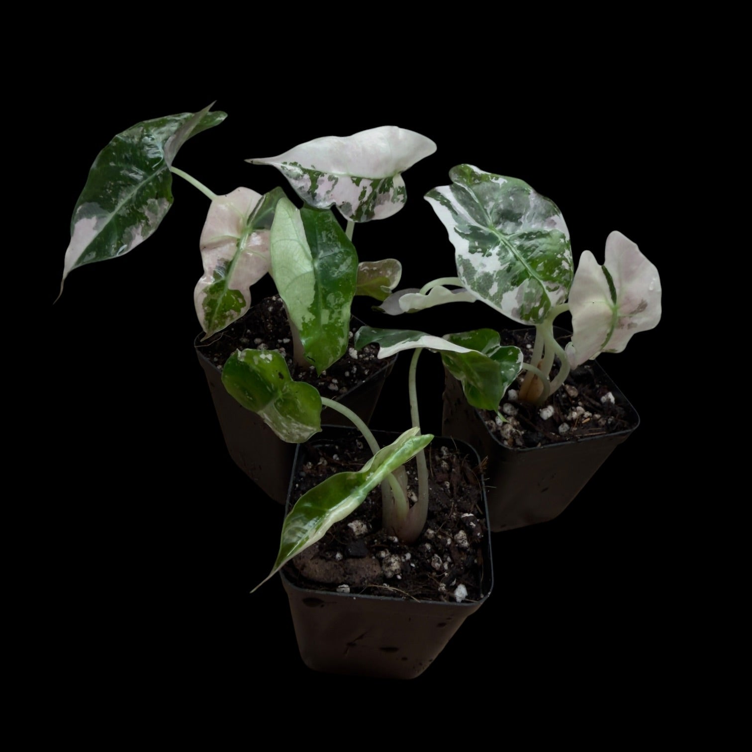 Alocasia Polly Snowflake
