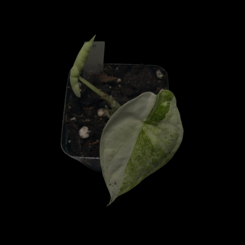 Alocasia Aegis Albo Variegata