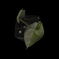 Alocasia Aegis Albo Variegata