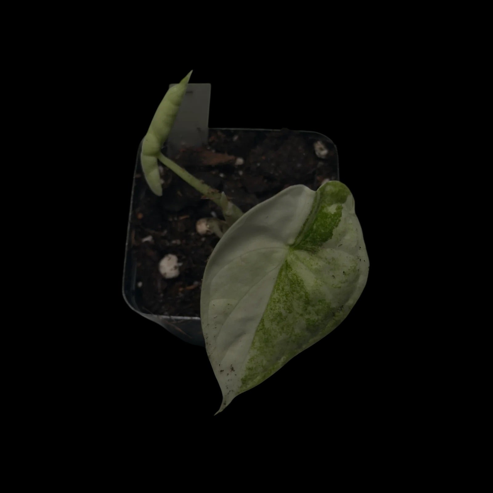 Alocasia Aegis Albo Variegata
