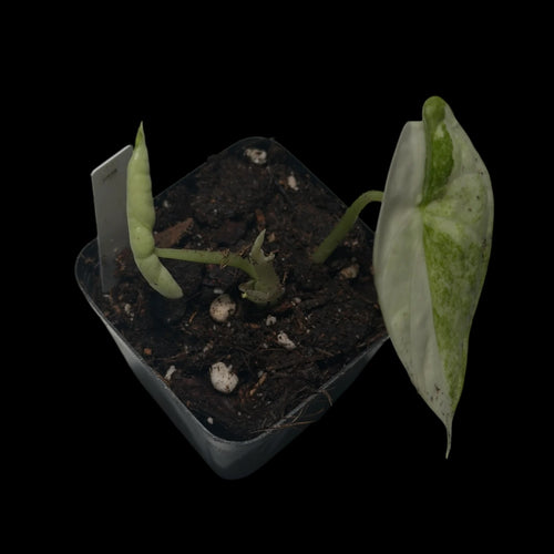 Alocasia Aegis Albo Variegata