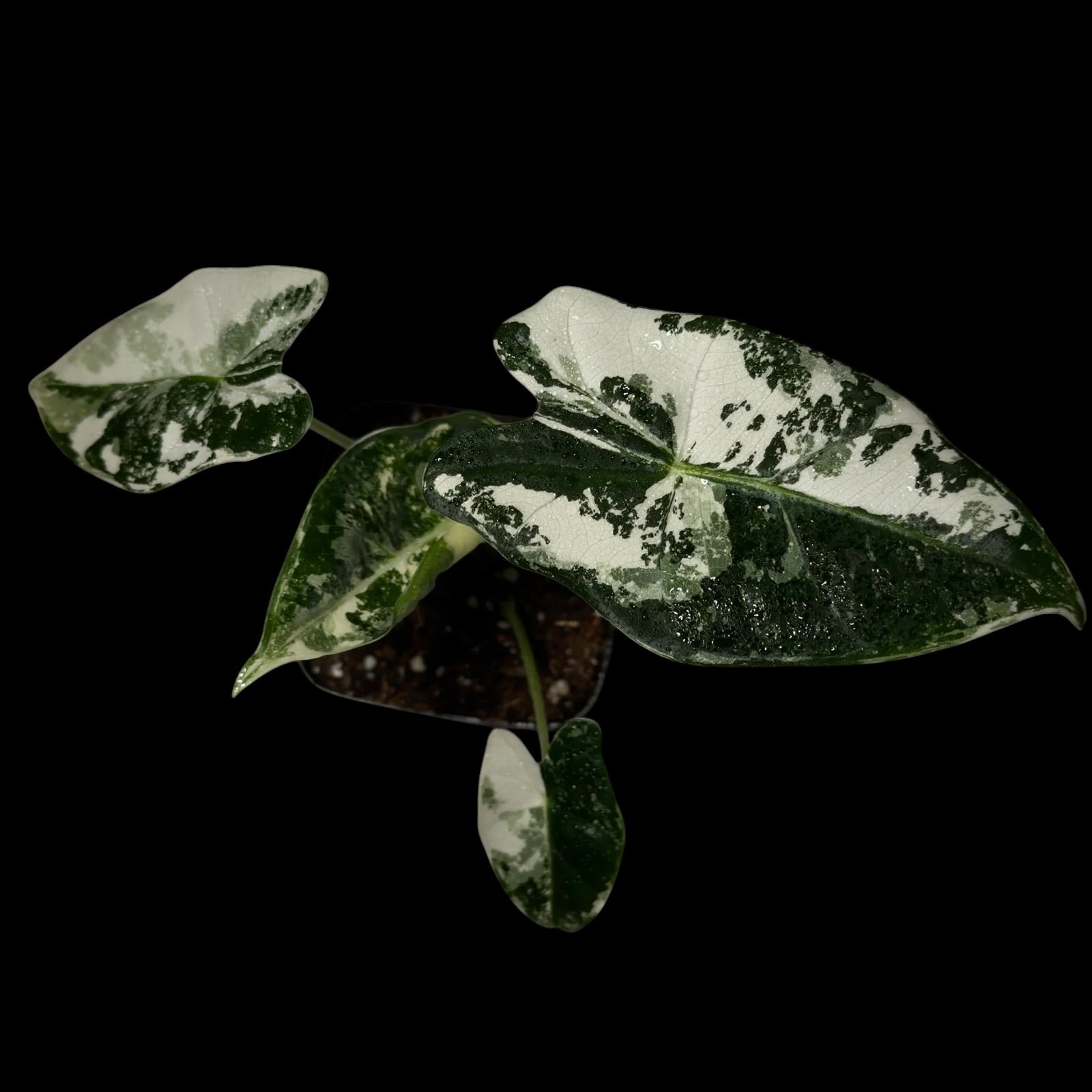 Alocasia Frydek Variegata