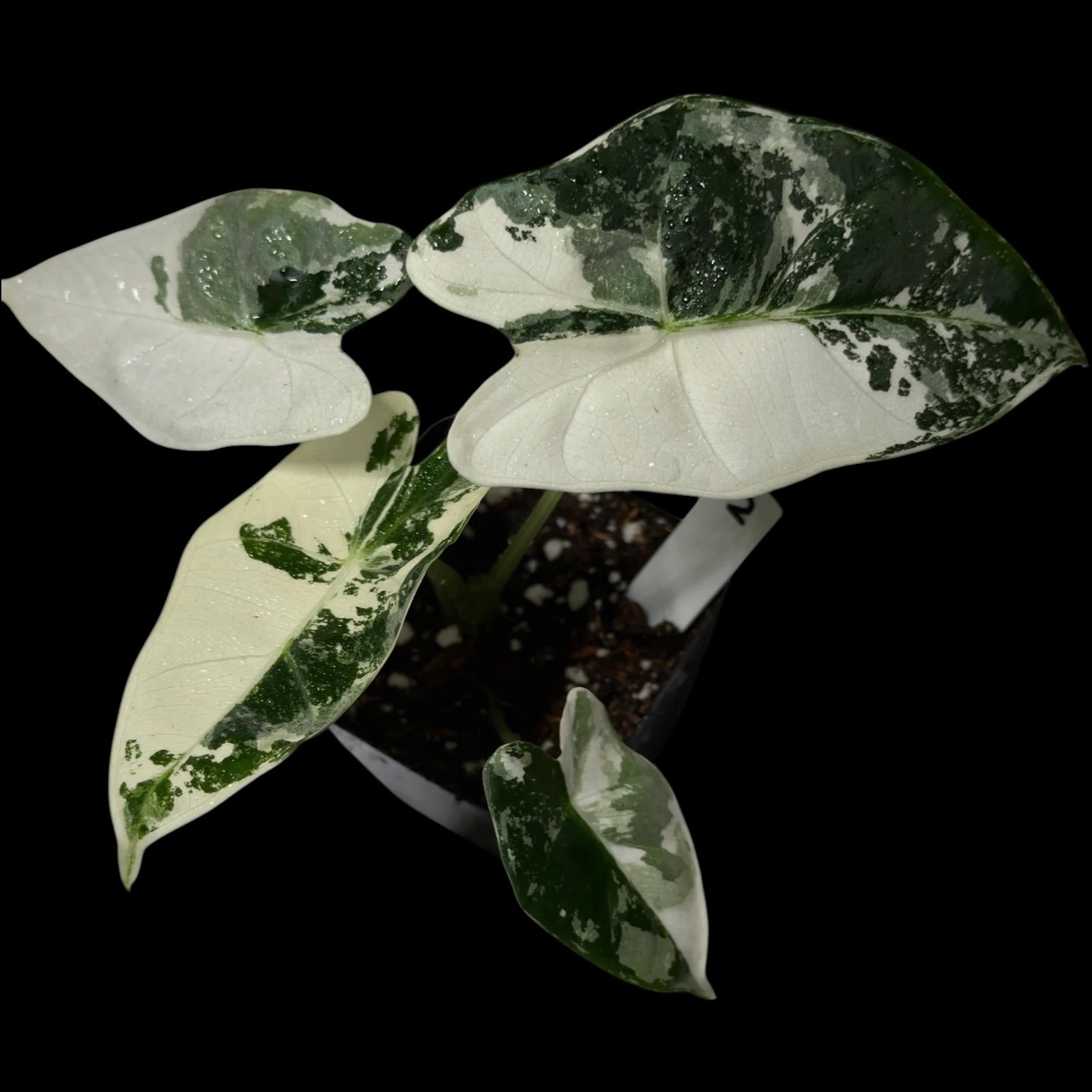 Alocasia Frydek Variegata