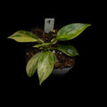 Philodendron Florida Beauty Variegata