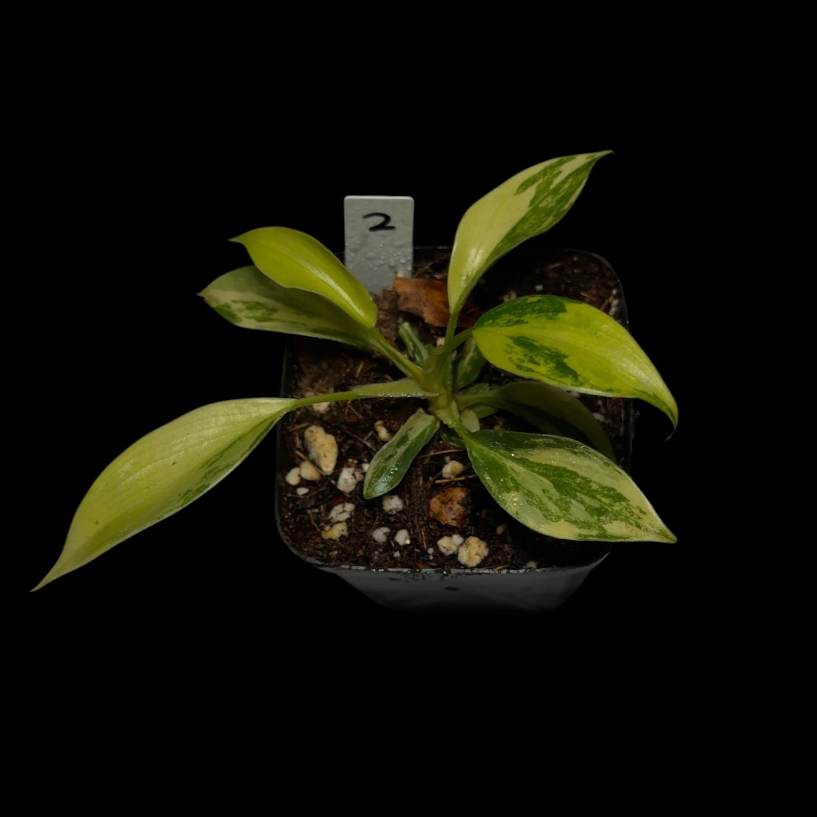 Philodendron Florida Beauty Variegata