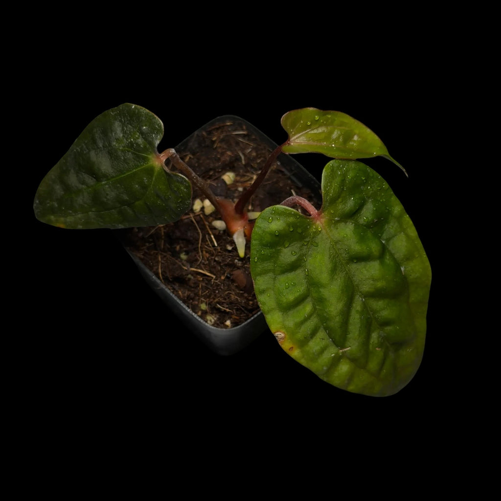 Anthurium Ralph Lynam X RVDP