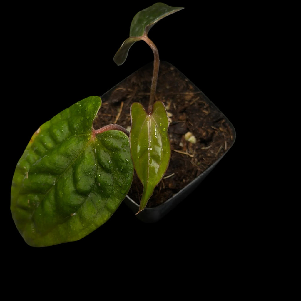 Anthurium Ralph Lynam X RVDP