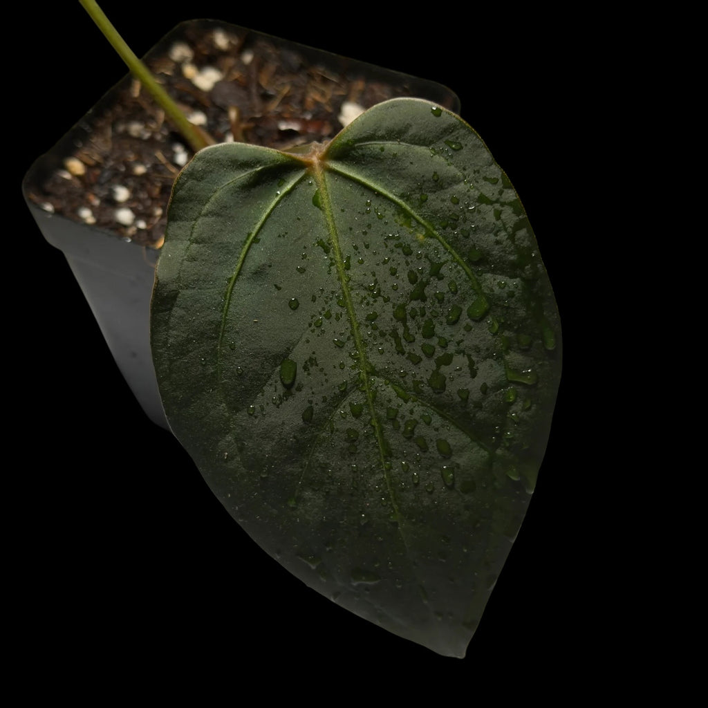Anthurium (Black Widow x Michelle) x Subsignatum