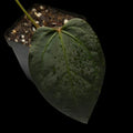Anthurium (Black Widow x Michelle) x Subsignatum