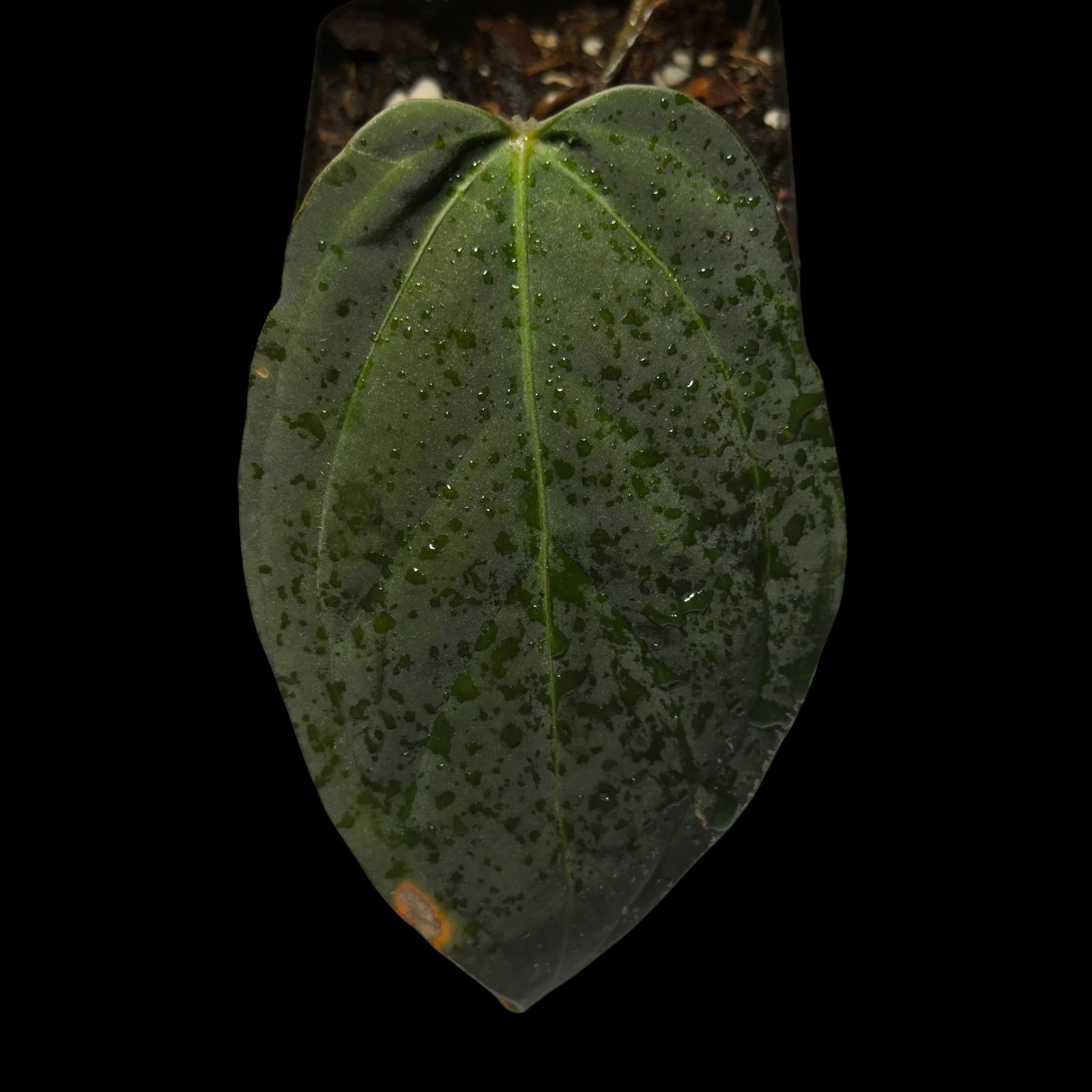 Anthurium (Black Widow x Michelle) x Subsignatum