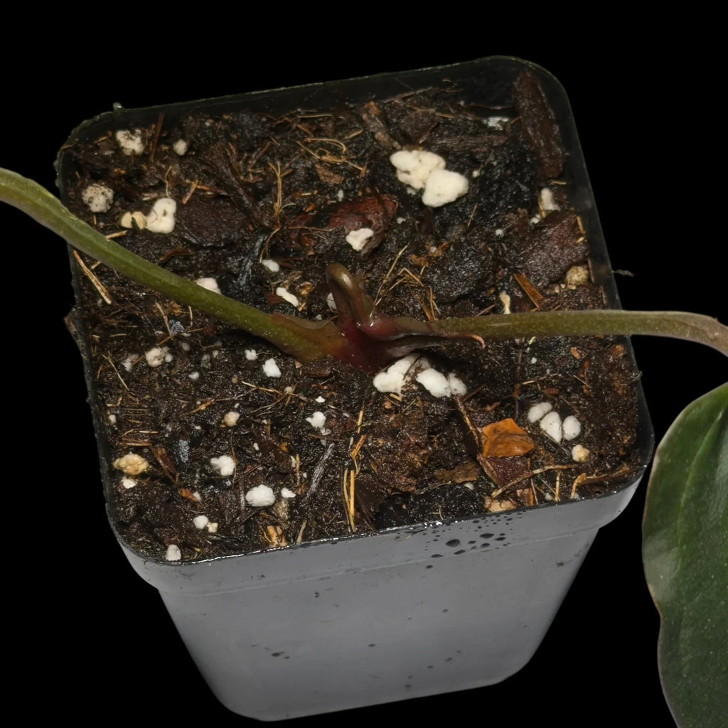 Anthurium (Black Widow x Michelle) x Subsignatum