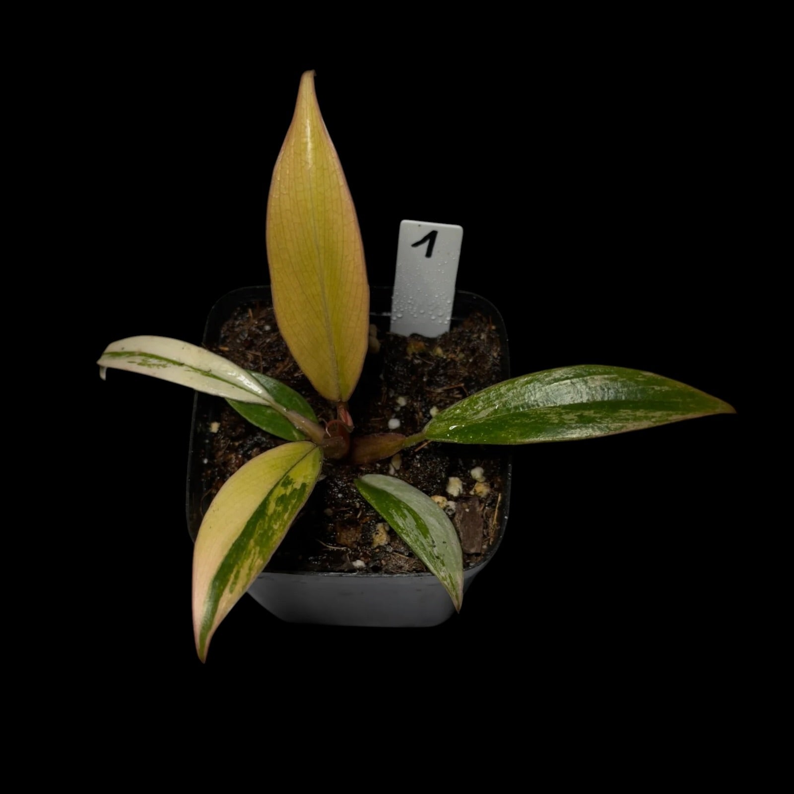 Philodendron Caramel Marble Variegata