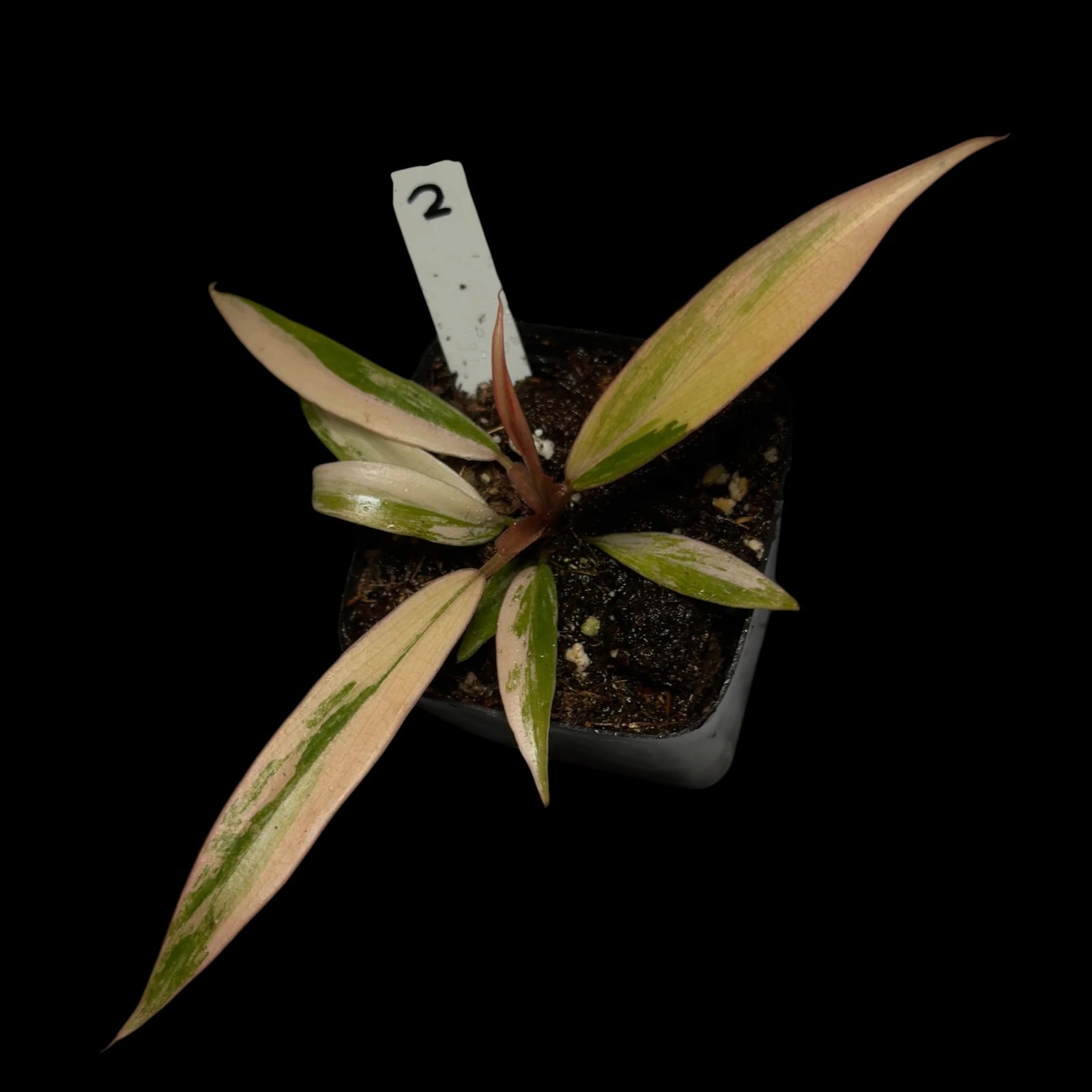 Philodendron Caramel Marble Variegata