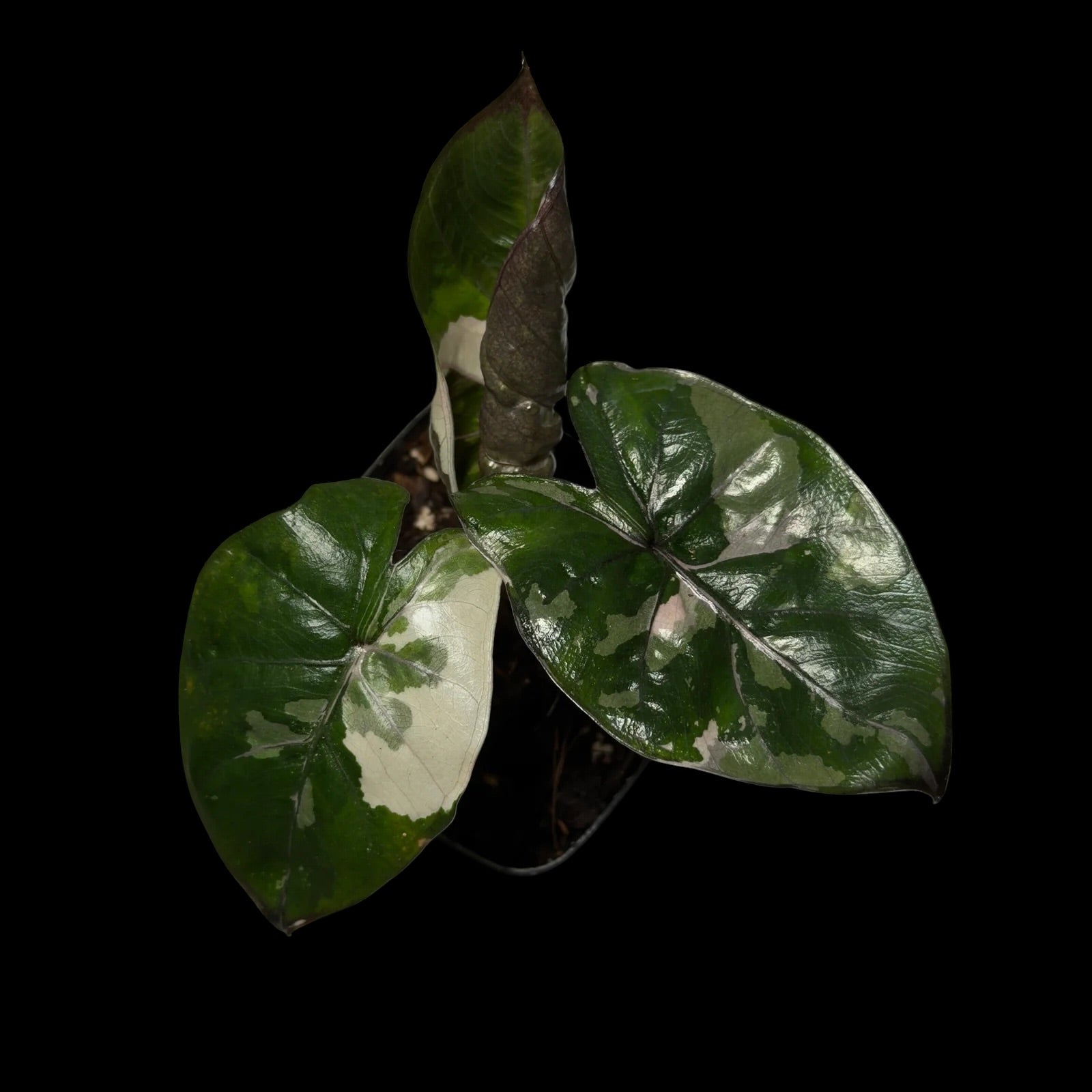 Alocasia Yuccatan Princess Variegata