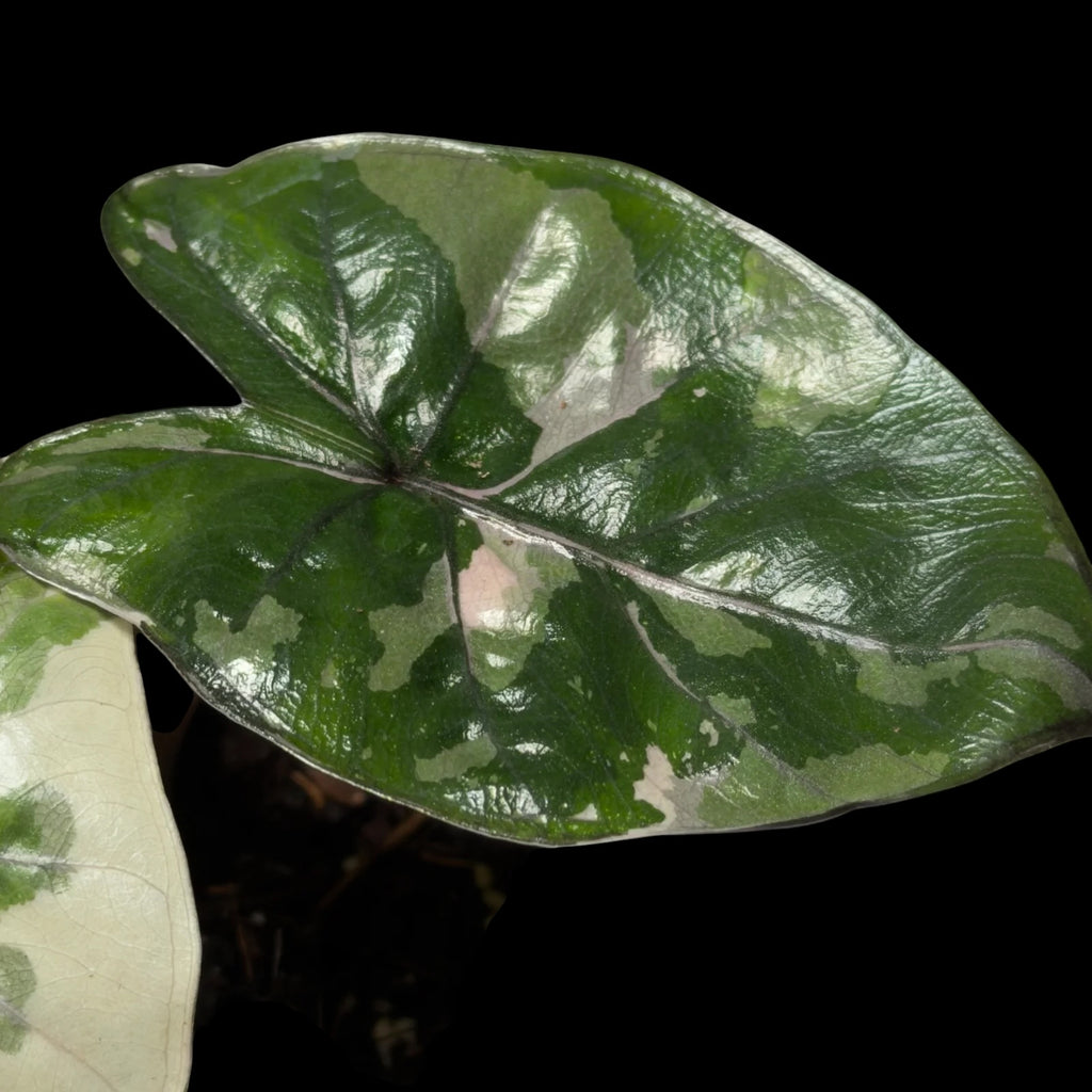 Alocasia Yuccatan Princess Variegata