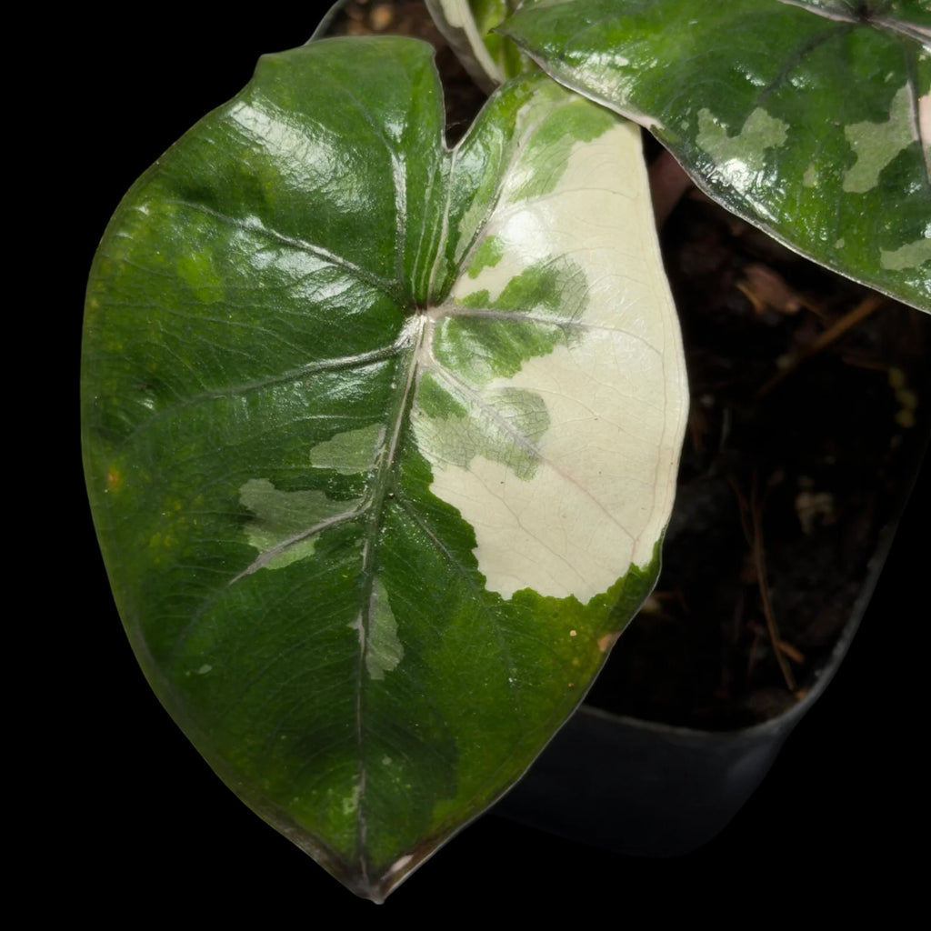 Alocasia Yuccatan Princess Variegata