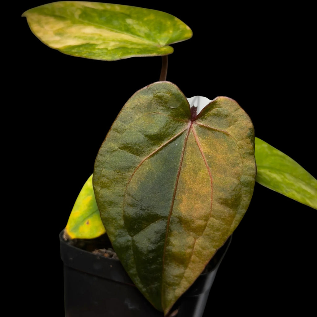 Anthurium RVDP Variegata #1