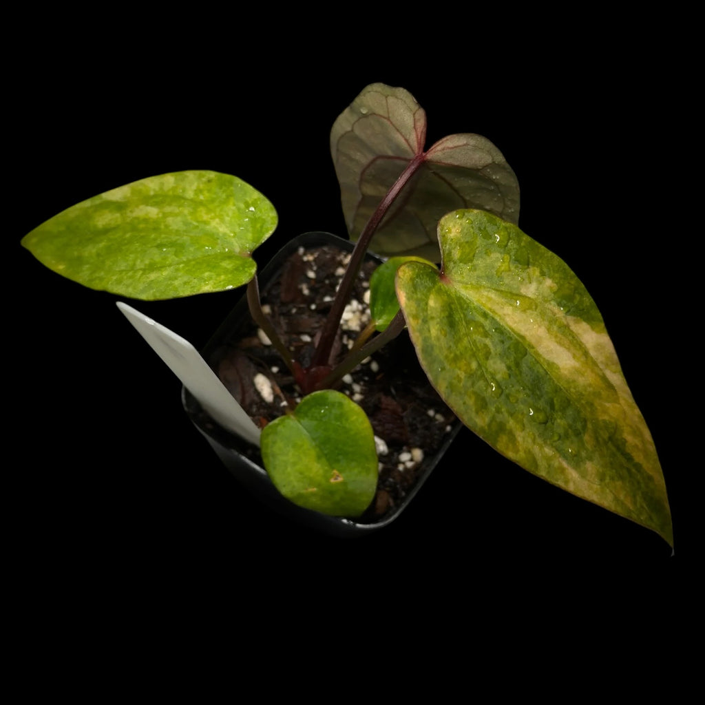 Anthurium RVDP Variegata #1